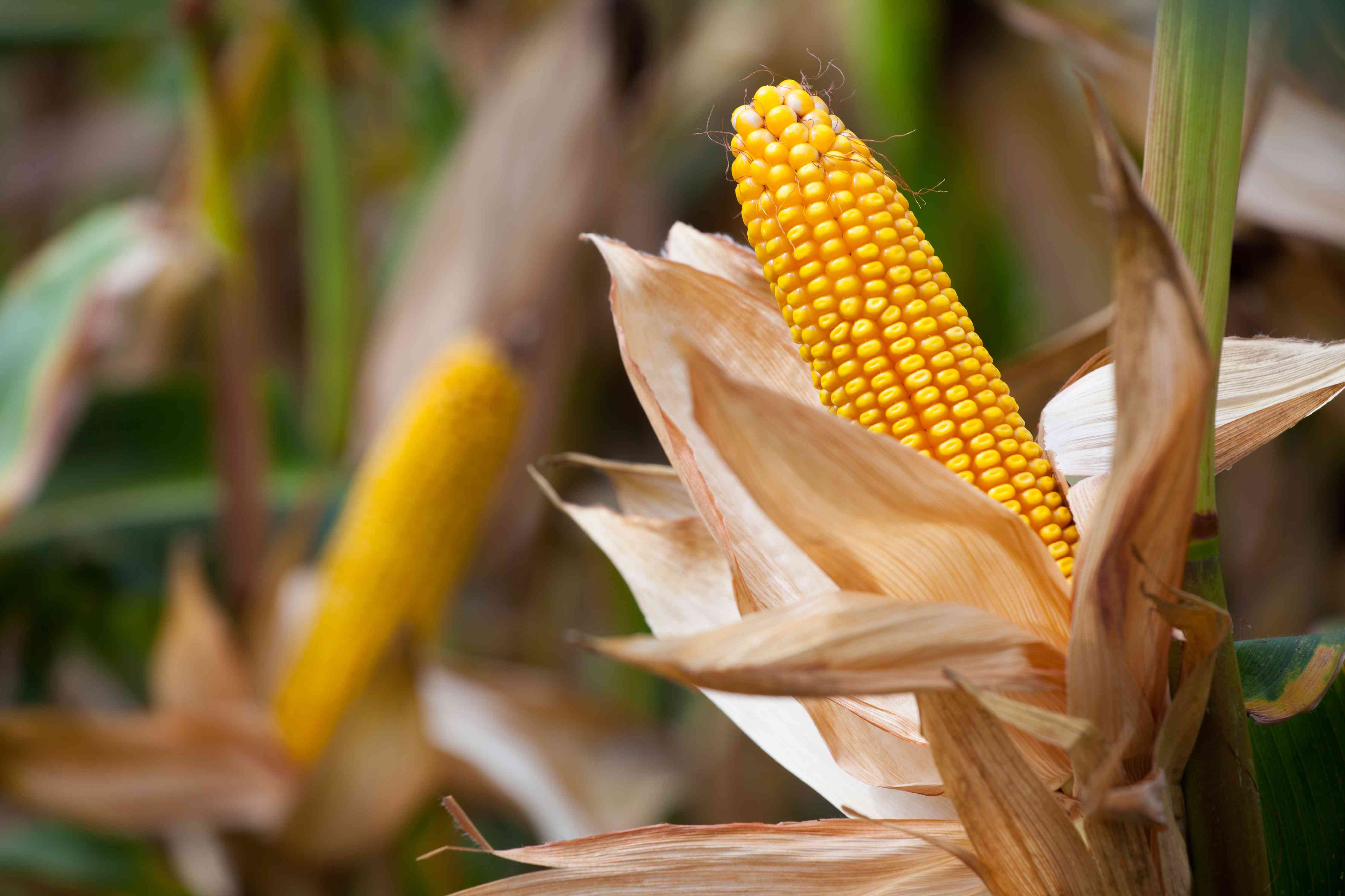 A corn cob on the plant with the dead husk peeled back showing the healthy corn cob.