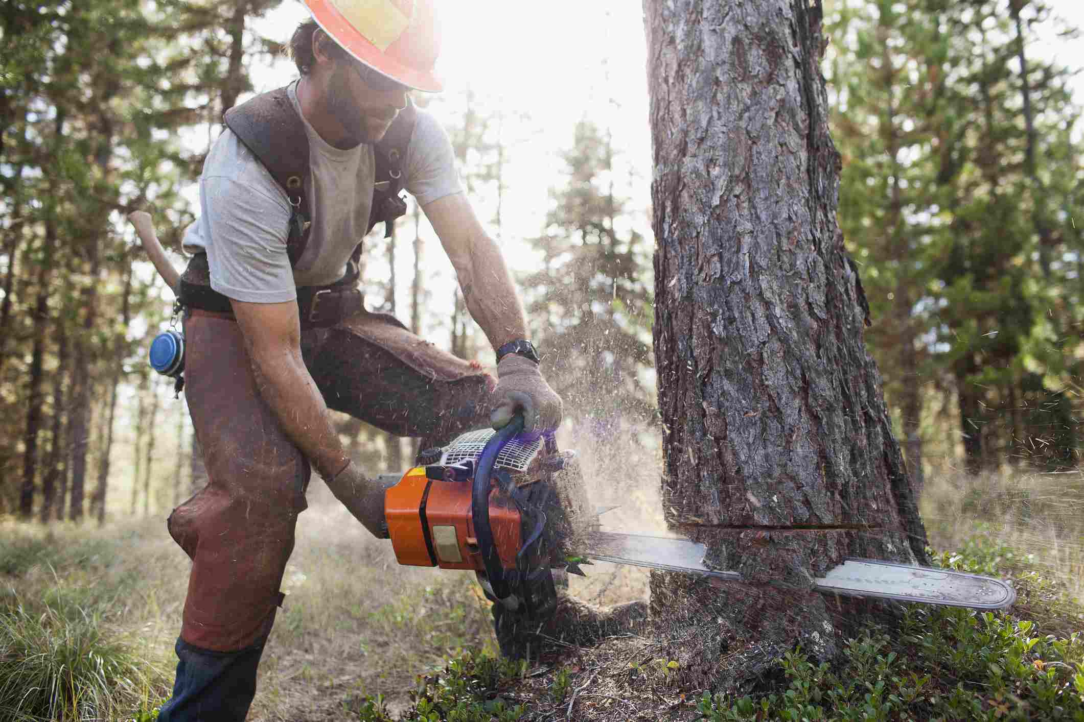 Lumberjack felling tree