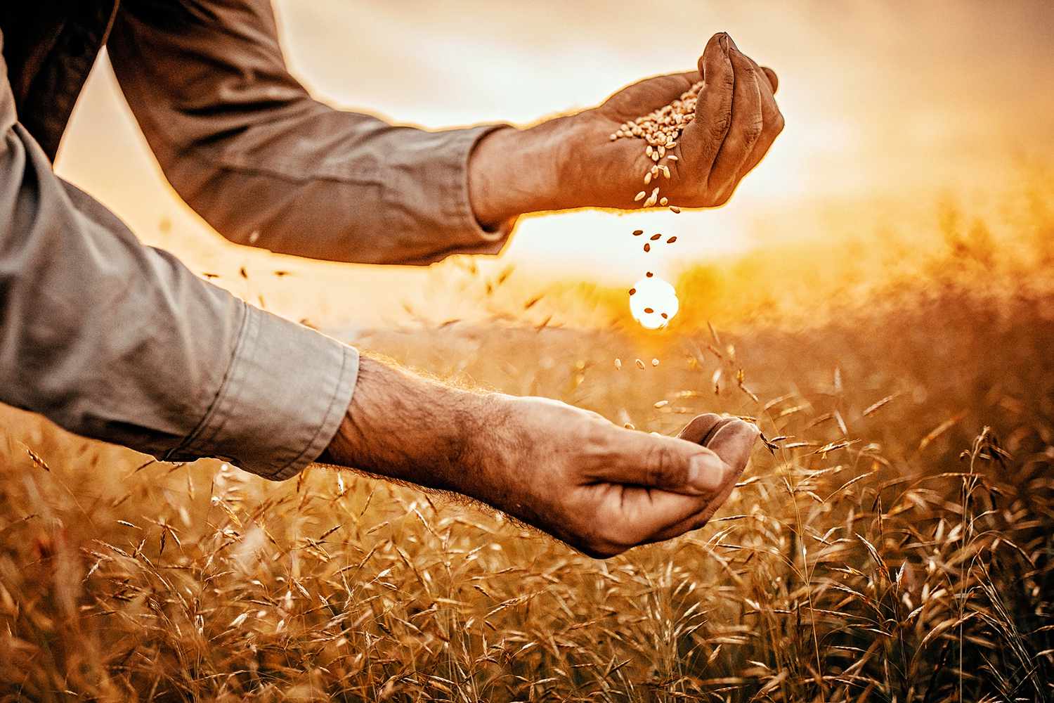 Farmer sifting grain from one hand to the other in field as the sun sets